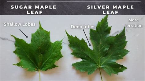 difference between sugar maple and maple